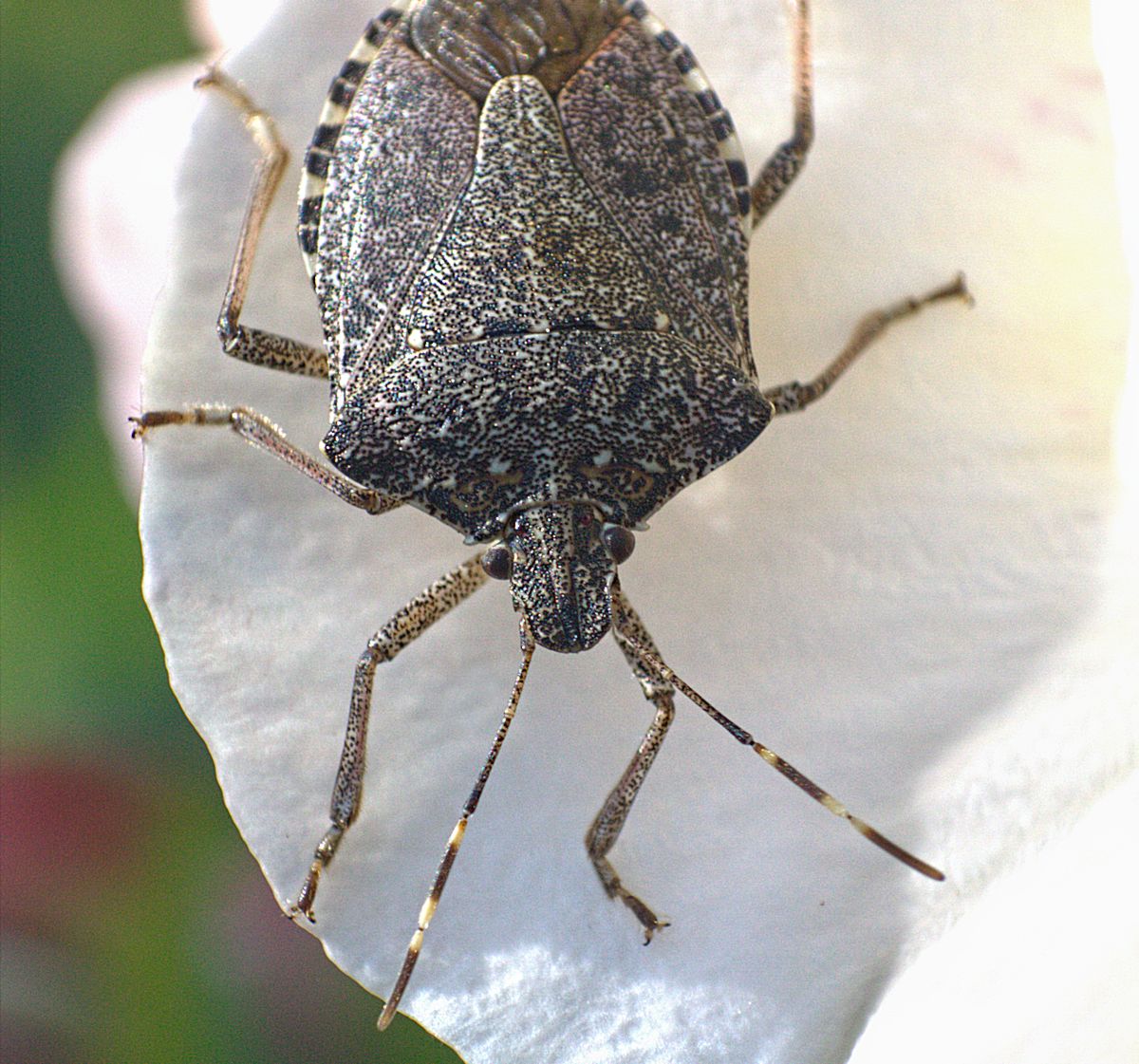 Rhaphigaster nebulosa? No, Halyomorpha halys
